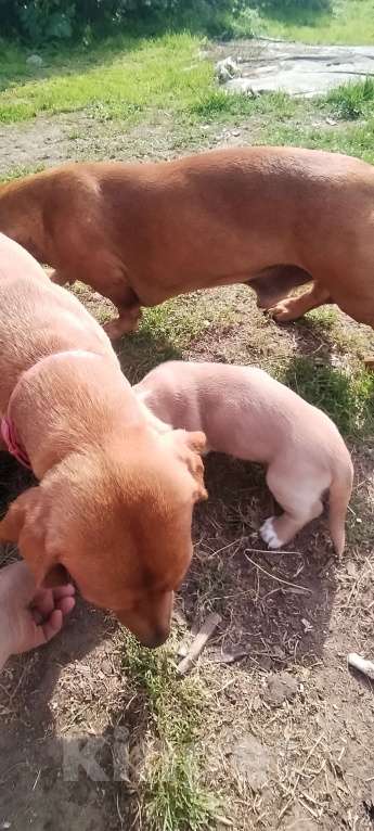 Собаки в других городах Тверской области: Щенок такса Девочка, 10 000 руб. - фото 3