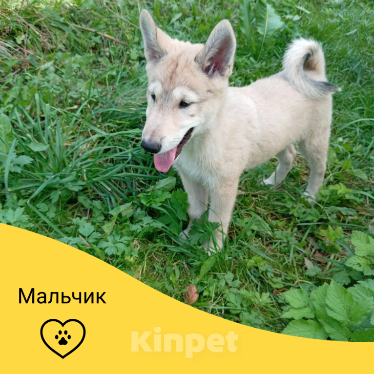 Собаки в других городах Башкортостана: Щенок западносибирской лайки мальчик Мальчик, Бесплатно - фото 1