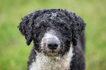 Испанская водяная собака Испанская водяная собака