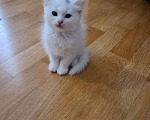Кошки в Пятигорске: Отдадим в добрые руки четырёх котят.  Мальчик, 1 руб. - фото 7