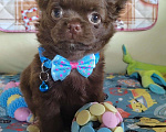 Собаки в Казани: Питомниковый щенок Чихуахуа Мальчик, 35 000 руб. - фото 1