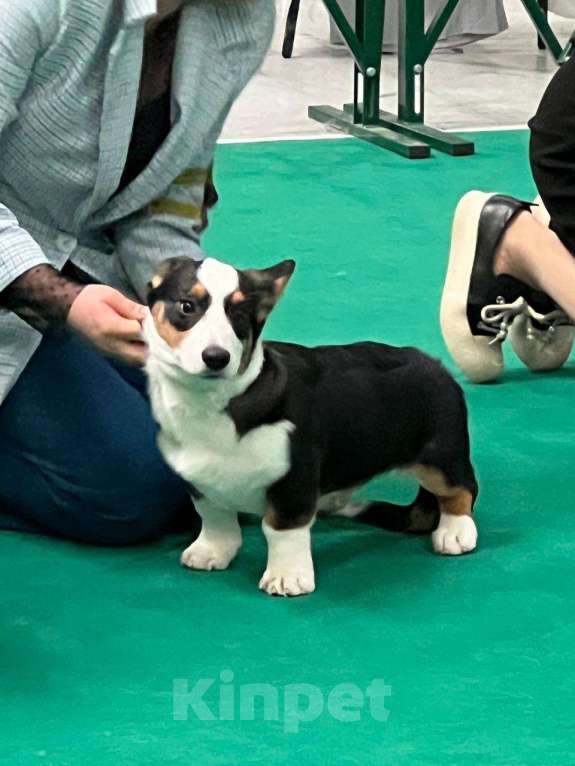 Собаки в Москве: Щенок Вельш-Корги-Кардиган Мальчик, 45 000 руб. - фото 5