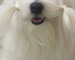 Собаки в Тюмени: Щенок мальтезе Мальчик, 50 000 руб. - фото 1