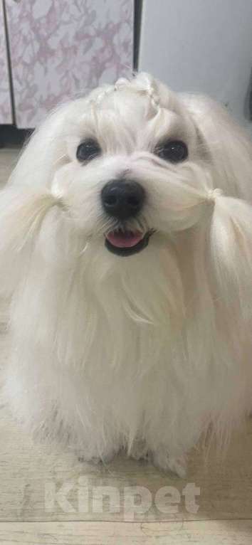 Собаки в Тюмени: Щенок мальтезе Мальчик, 50 000 руб. - фото 1