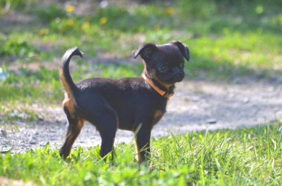 Собаки в Новосибирске: Щенок пти- брабансона Девочка, 40 000 руб. - фото 2
