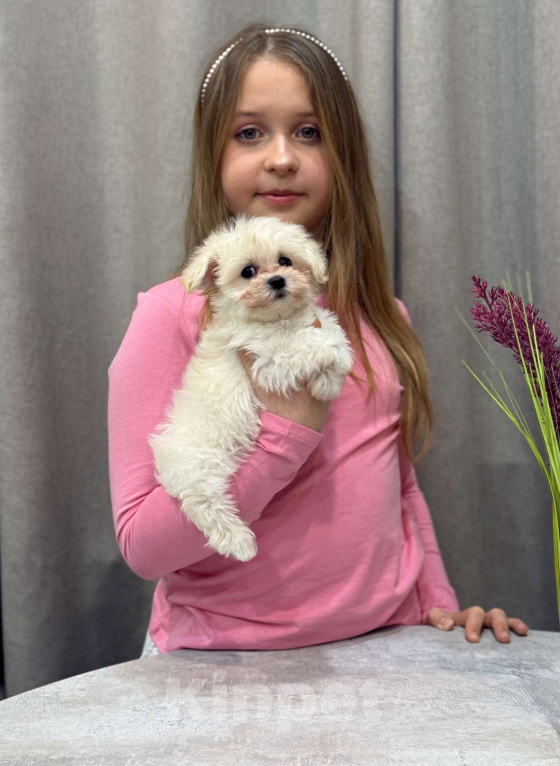 Собаки в Москве: Мальтипу мальчик 2 Мальчик, 150 000 руб. - фото 7