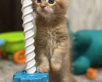 Кошки в Москве: Чудесный котенок мейн кун  Мальчик, Бесплатно - фото 1