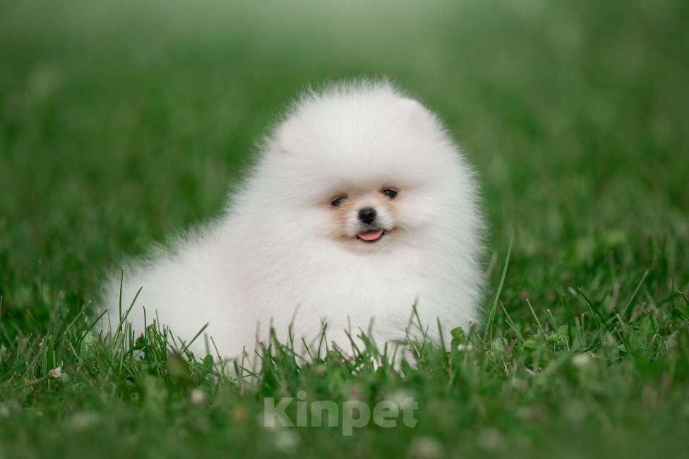 Собаки в Санкт-Петербурге: Марлекс Солар Кинг  Мальчик, 100 000 руб. - фото 4