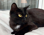 Кошки в Москве: Черная кошка - крошка Багира в добрые руки Девочка, Бесплатно - фото 2