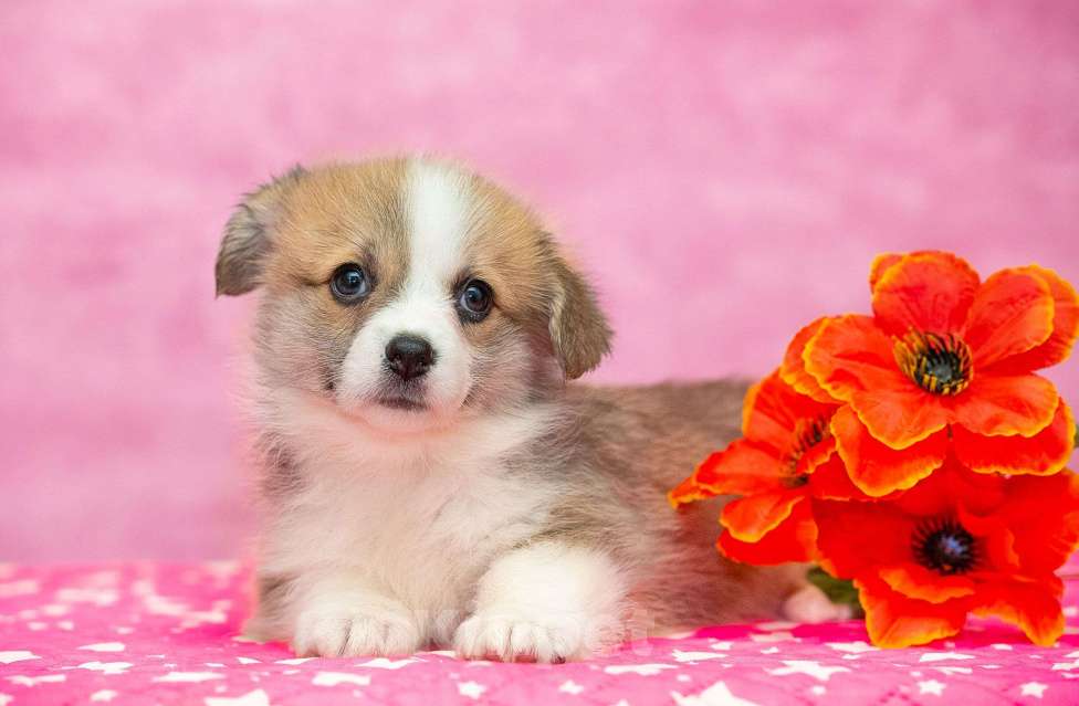 Собаки в Москве: Вельш корги пемброк Девочка, 70 000 руб. - фото 1