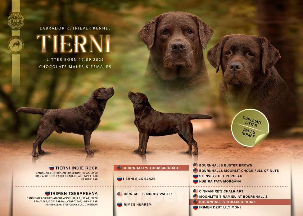 Собаки в Москве: Шоколадный медвежонок  Мальчик, 80 000 руб. - фото 3