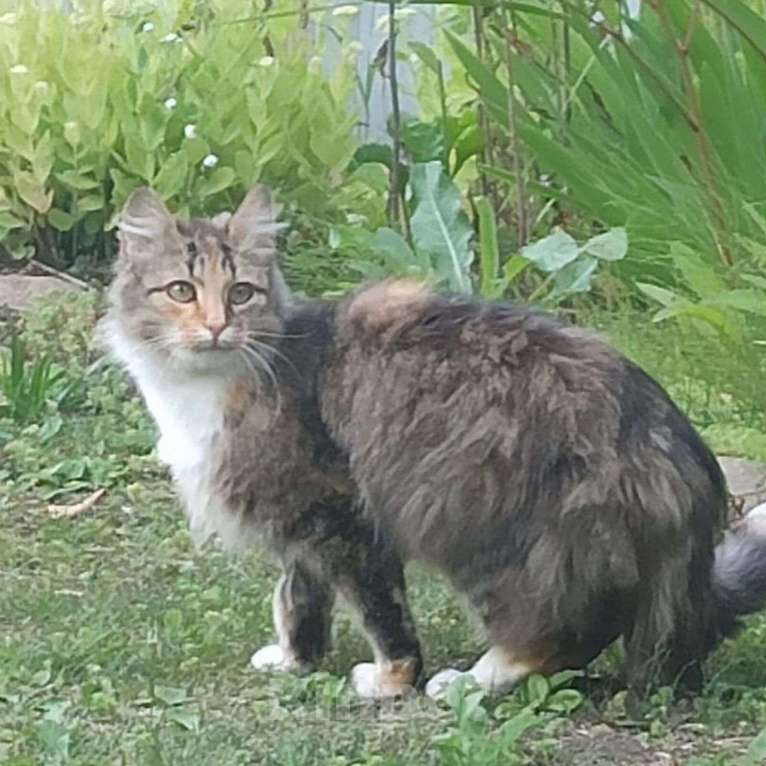 Кошки в Москве: Кошечку выкинули в лесу Девочка, Бесплатно - фото 3