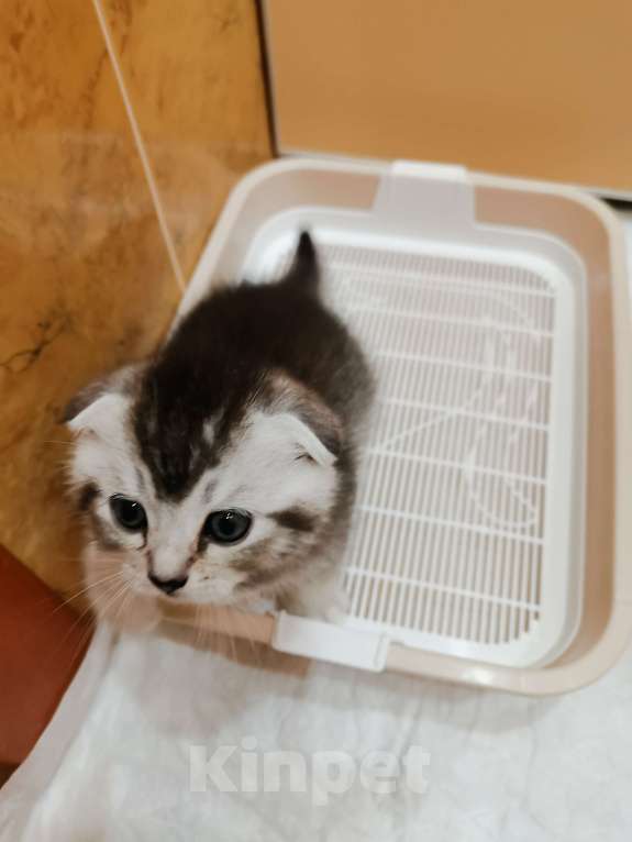 Кошки в Чебоксарах: Мальчик - красавчик Мальчик, Бесплатно - фото 3