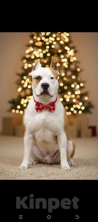 Собаки в Воронеже: Вязка Мальчик, Бесплатно - фото 1