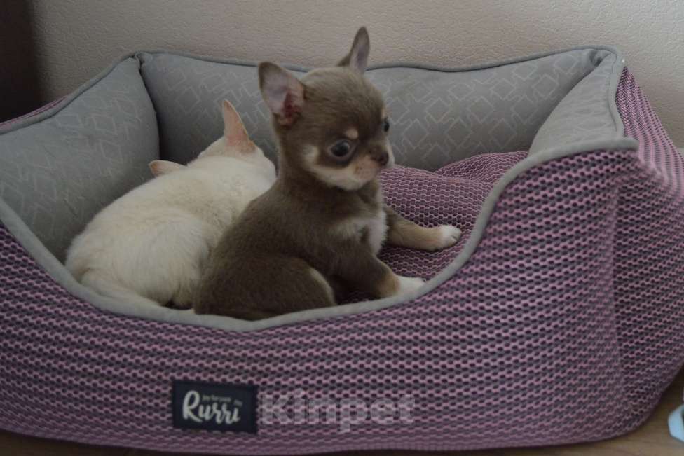 Собаки в Москве: Лиловая породная девочка чихуа Девочка, 65 000 руб. - фото 4