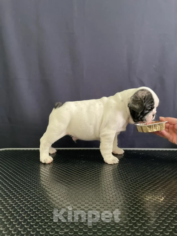 Собаки в других городах Воронежской области: Щенки Французского бульдога Мальчик, Бесплатно - фото 7