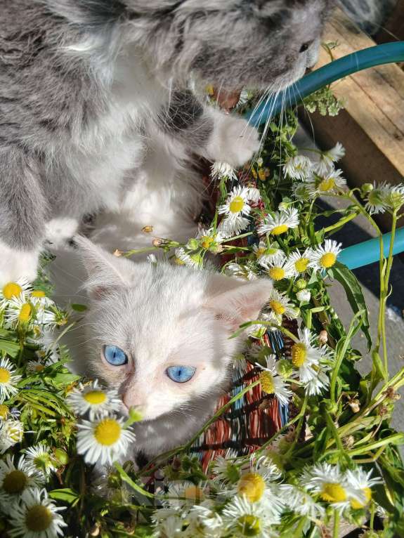 Кошки в Киржаче: Мимишки Девочка, 10 руб. - фото 4