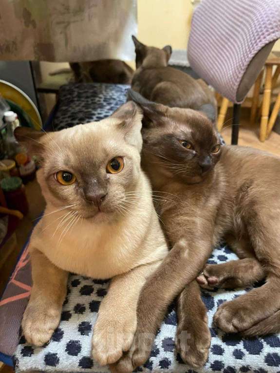 Кошки в Москве: Бурманские котята Девочка, Бесплатно - фото 8