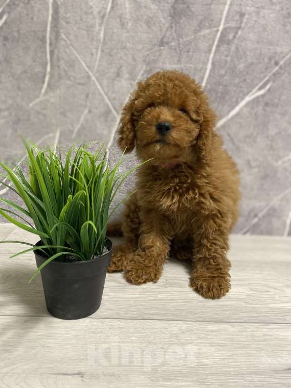 Собаки в Воронеже: Той-пудель щенки редбраун Разнополые, Бесплатно - фото 3