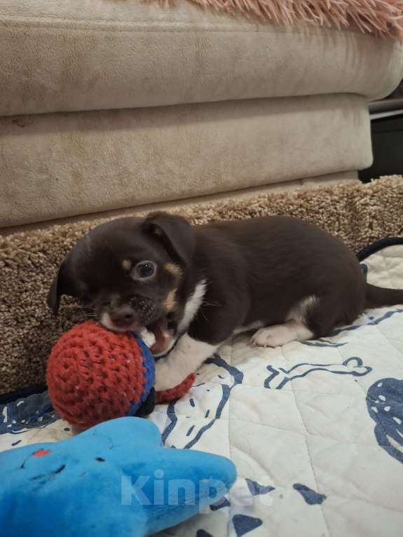 Собаки в Краснодаре: Мальчик Мальчик, 10 000 руб. - фото 2