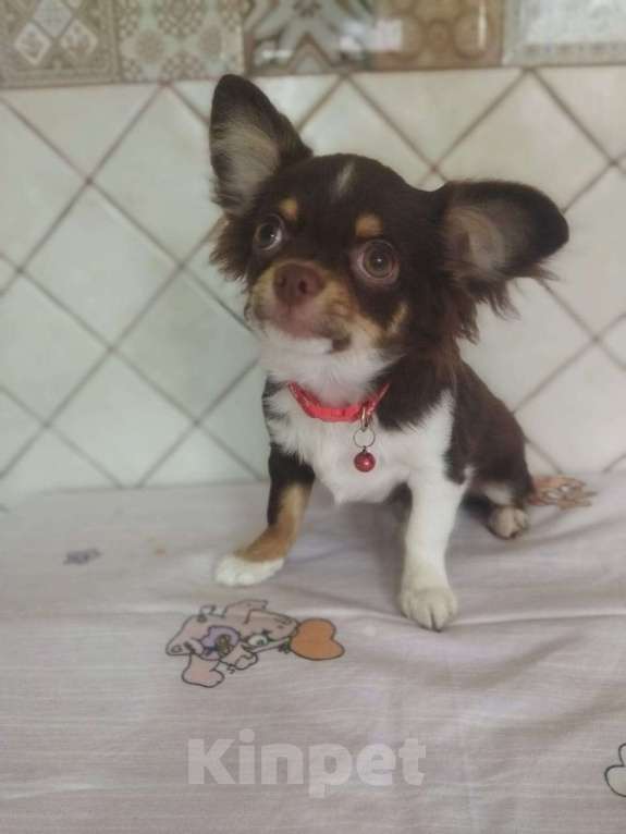 Собаки в Ростове-на-Дону: Щенки чихуахуа Мальчик, 30 000 руб. - фото 1