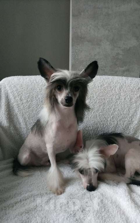 Собаки в Санкт-Петербурге: Предлагаются голые мальчики китайской хохлатой собаки Мальчик, 30 000 руб. - фото 3