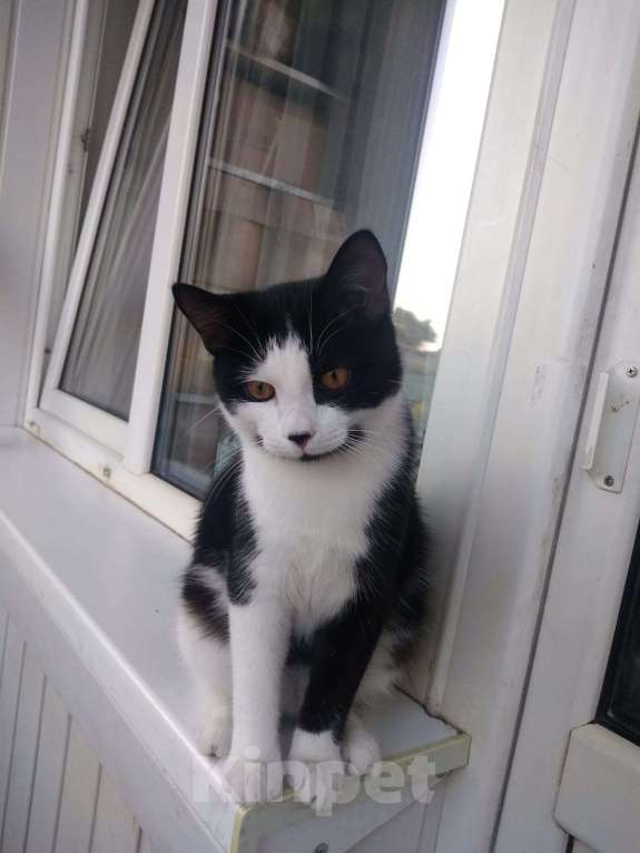 Кошки в Омске: Черно-белый котик 2 года Мальчик, Бесплатно - фото 3