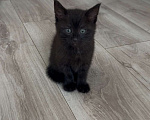 Кошки в Казани: Отдам милого котёнка в добрые руки  Девочка, Бесплатно - фото 3
