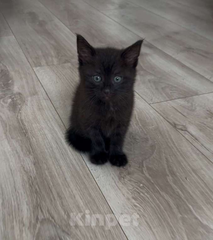 Кошки в Казани: Отдам милого котёнка в добрые руки  Девочка, Бесплатно - фото 3