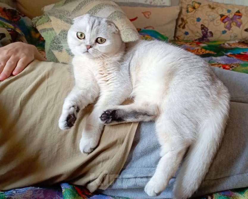 Кошки в Санкт-Петербурге: Вислоухая большеглазая серебряная кошечка Роза  Девочка, 25 000 руб. - фото 1
