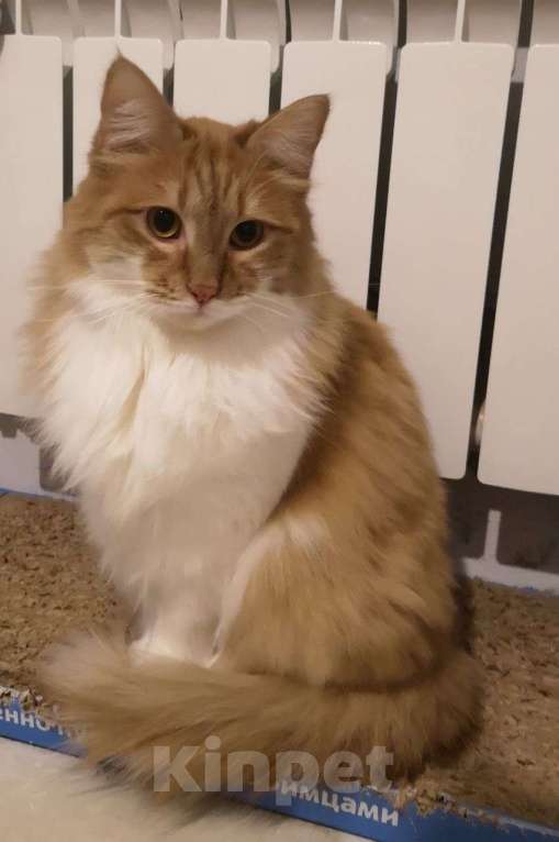 Кошки в Москве: Василиса кошечка кокетка Девочка, Бесплатно - фото 2