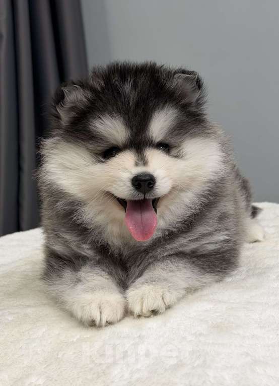 Собаки в Санкт-Петербурге: Мальчик помски Мальчик, 70 000 руб. - фото 2