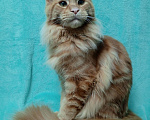 Кошки в Краснодаре: Котёнок мейн-кун Мальчик, 25 000 руб. - фото 5