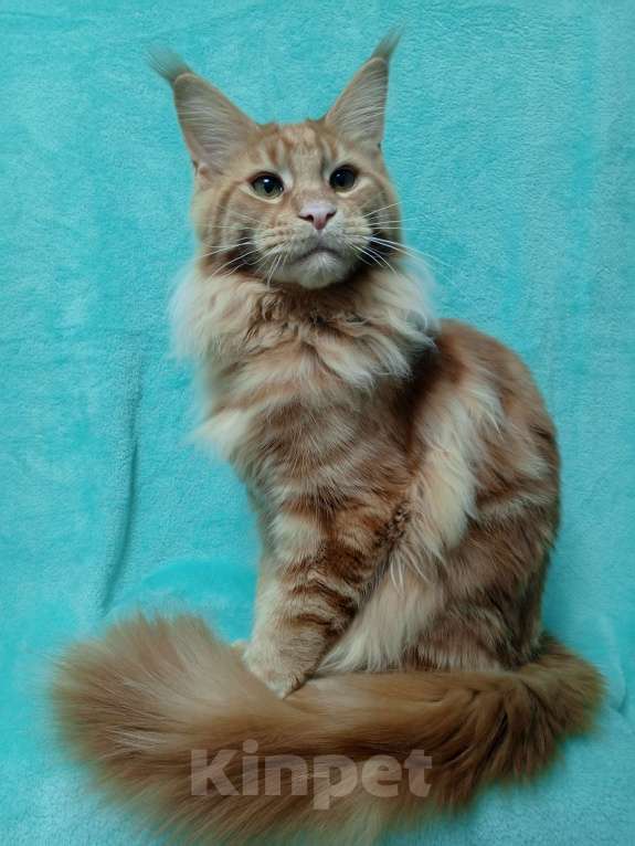 Кошки в Краснодаре: Котёнок мейн-кун Мальчик, 25 000 руб. - фото 5