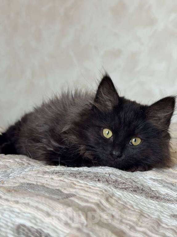 Кошки в Москве: котенок Зитта ищет дом Девочка, Бесплатно - фото 1