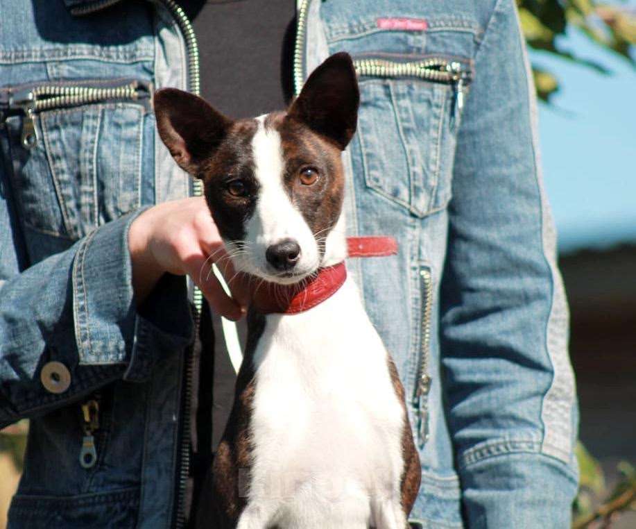 Собаки в Москве: House the Rainbow kennel 🐾 Девочка, 150 000 руб. - фото 2