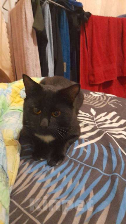 Кошки в Ульяновске: Отдам в добрый руки, двух милых мальчиков) Мальчик, 100 руб. - фото 3