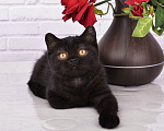Кошки в Санкт-Петербурге: Черный британский котенок Мальчик, 50 000 руб. - фото 4