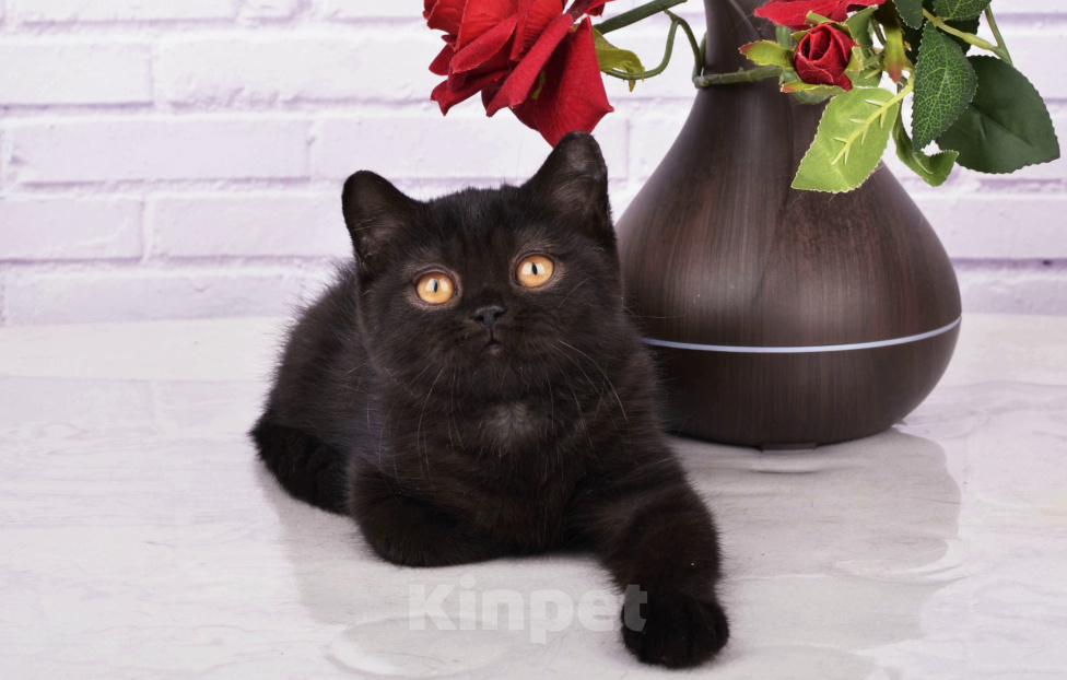 Кошки в Санкт-Петербурге: Черный британский котенок Мальчик, 50 000 руб. - фото 4