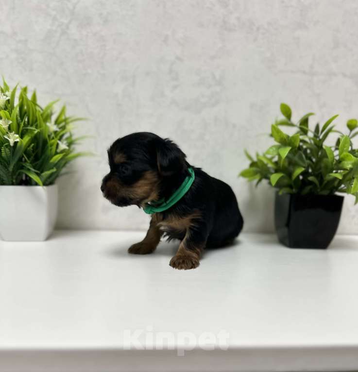 Собаки в Новосибирске: Мини девочка Девочка, 50 000 руб. - фото 1