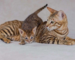 Кошки в Гатчине: Котята породы тойгер Девочка, Бесплатно - фото 4