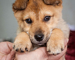 Собаки в Химках: Миниатюрный щенок из приюта ищет дом Девочка, Бесплатно - фото 1