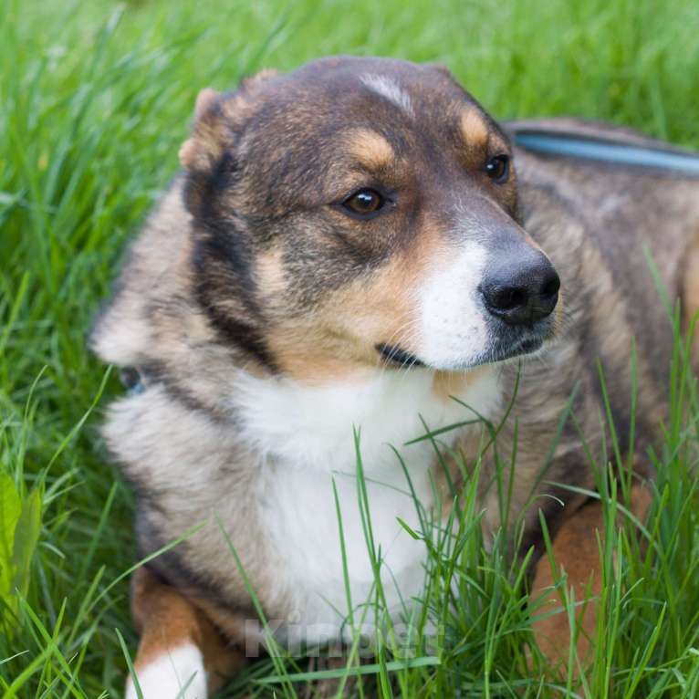 Собаки в Москве: Марсик Мальчик, Бесплатно - фото 3