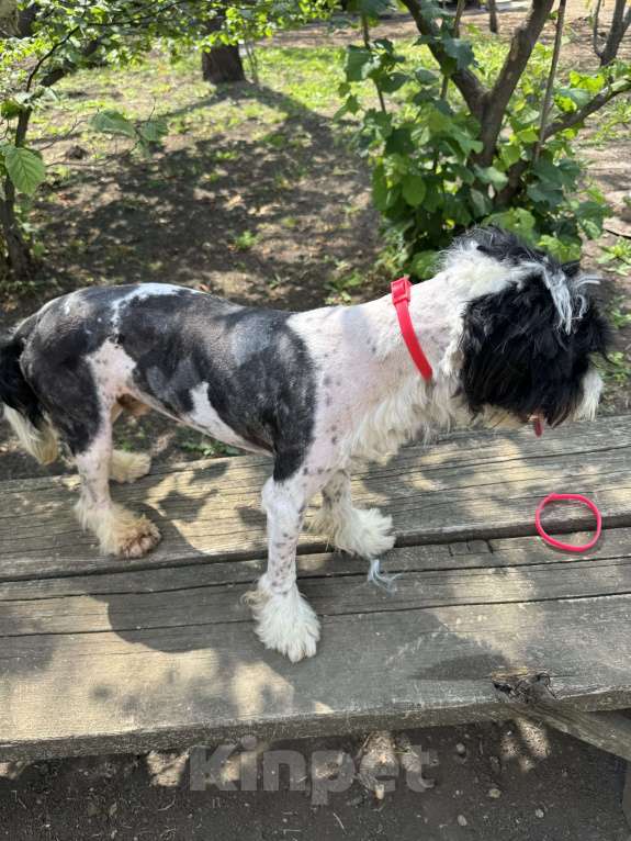 Собаки в Тихорецке: Бимка в добрые руки Мальчик, Бесплатно - фото 4