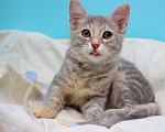 Кошки в Москве: Прелестная малышка Славушка! Котенок в добрые руки Девочка, Бесплатно - фото 1