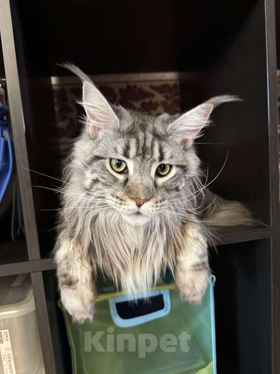 Кошки в Москве: Отдам кошку в добрые руки. Девочка, Бесплатно - фото 6