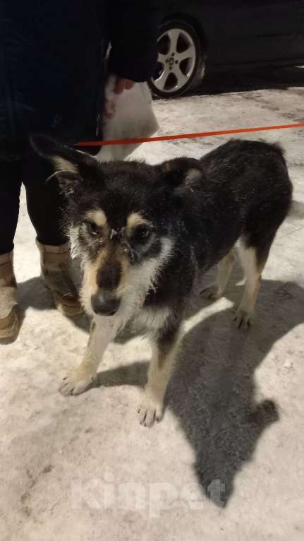 Собаки в Ногинске: Ваше добро останется  Вами! Помогите песику не пропасть...  Девочка, Бесплатно - фото 2