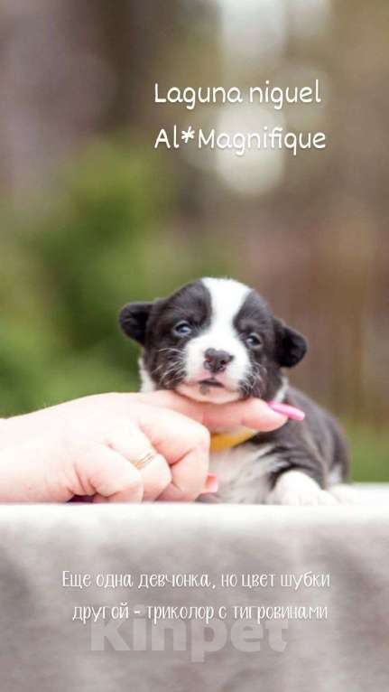 Собаки в Москве: Открыто бронирование Мальчик, Бесплатно - фото 6