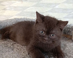 Кошки в Санкт-Петербурге: Шоколадный британский парень Мальчик, 80 000 руб. - фото 4
