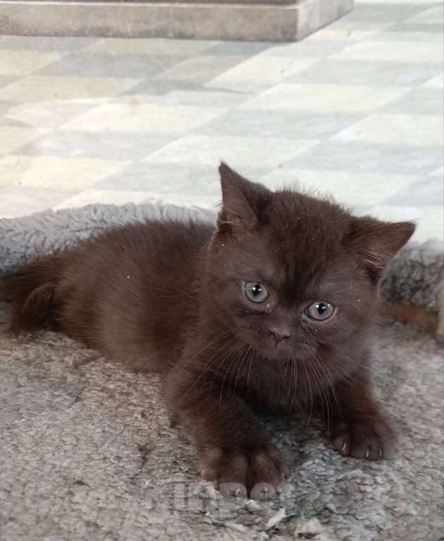Кошки в Санкт-Петербурге: Шоколадный британский парень Мальчик, 80 000 руб. - фото 4